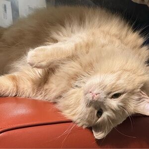 $10 MINIMUM PURCHASE Live Show Listing 1 to 100